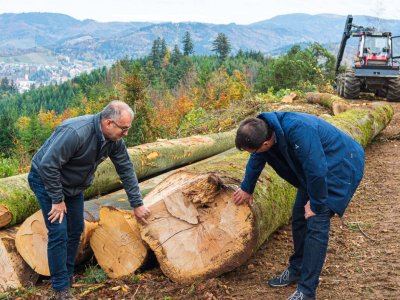 Waldzustandsbericht 2020